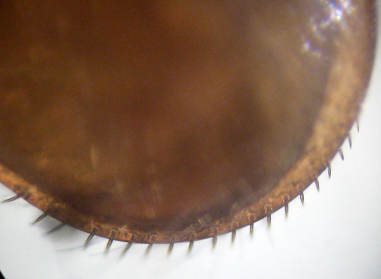 Varroa jacobsoni